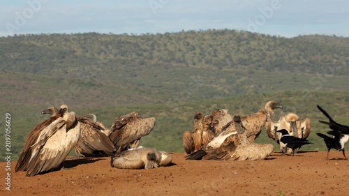 A group of white-backed vultures (Gyps africanus) resting on the ground with pied crows, South Africa