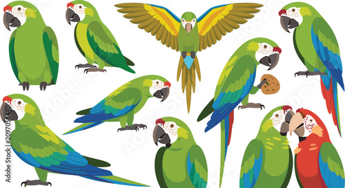 Photography ropical Green Macaw Parrot Vector Character Set in Various Poses Including Flyin