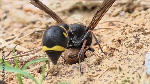 
Top view macro shot of a Potter Wasp (Oreumenes decoratus) collecting mud and taking off, 4K UHD

