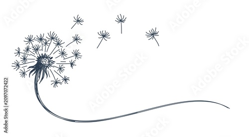 A sketch of field dandelion with flying seeds.