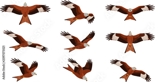 Red kite bird flying vector illustration set showcasing beautiful birds of prey in various dynamic flight poses soaring gliding diving and hunting isolated on white background