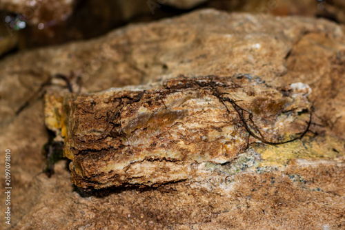 Cuadro en lienzo Silicified layer embedded in limestone rock, showcasing unique chalcedony replac