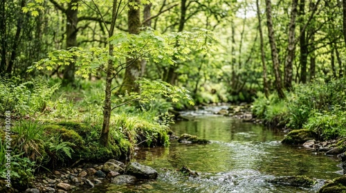 Young Green Maple Tree Beside a Stream