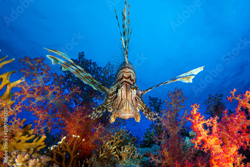 Bild auf Leinwand A lionfish on a coral reef