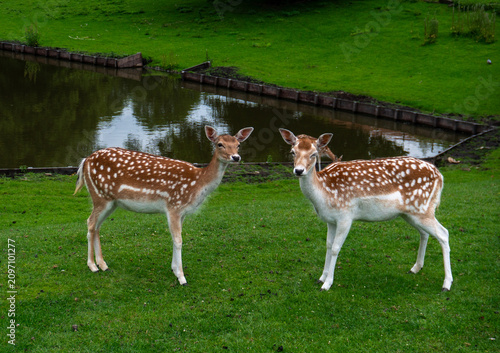 Obraz na plátně Two female fallow deer, Dama dama, stand alert on a green meadow beside a calm pond