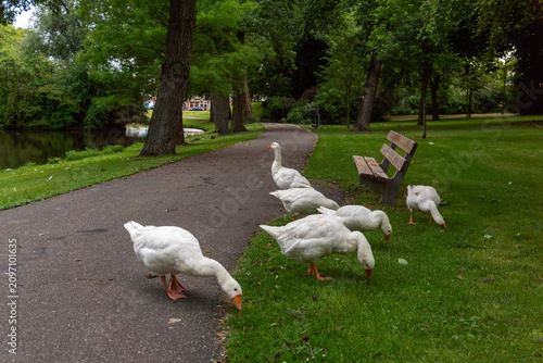 Obraz na plátně A flock of white domestic geese, Anser anser domesticus, grazes on green grass beside a paved path, wooden bench and ornamental pond