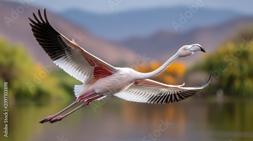 A flamingo in flight over a lake