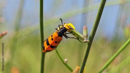 Orange and black spotted insect on green plant stem