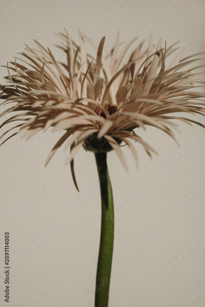 Obraz premium Macro Shot Of Beautiful Gerbera Petals With Soft Natural Shadows