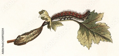 Billede på lærred Tree white butterfly caterpillar and pupa on green and brown stem, old vintage illustration, 1897