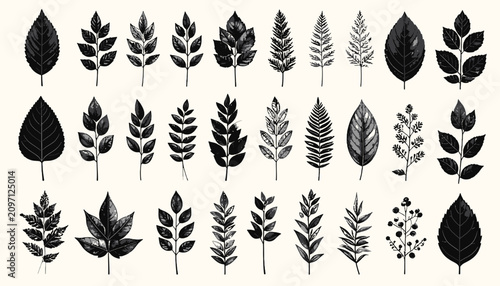 Foto Collection of various leaf shapes.