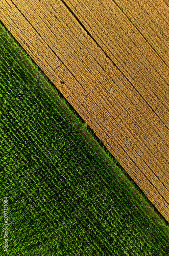 Geometric agricultural fields aerial drone view, modern farming, crop patterns and rural landscape concept
