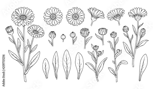 Hand Drawn Calendula Daisy Flower Set, Botanical Line Art Illustration with Buds and Leaves