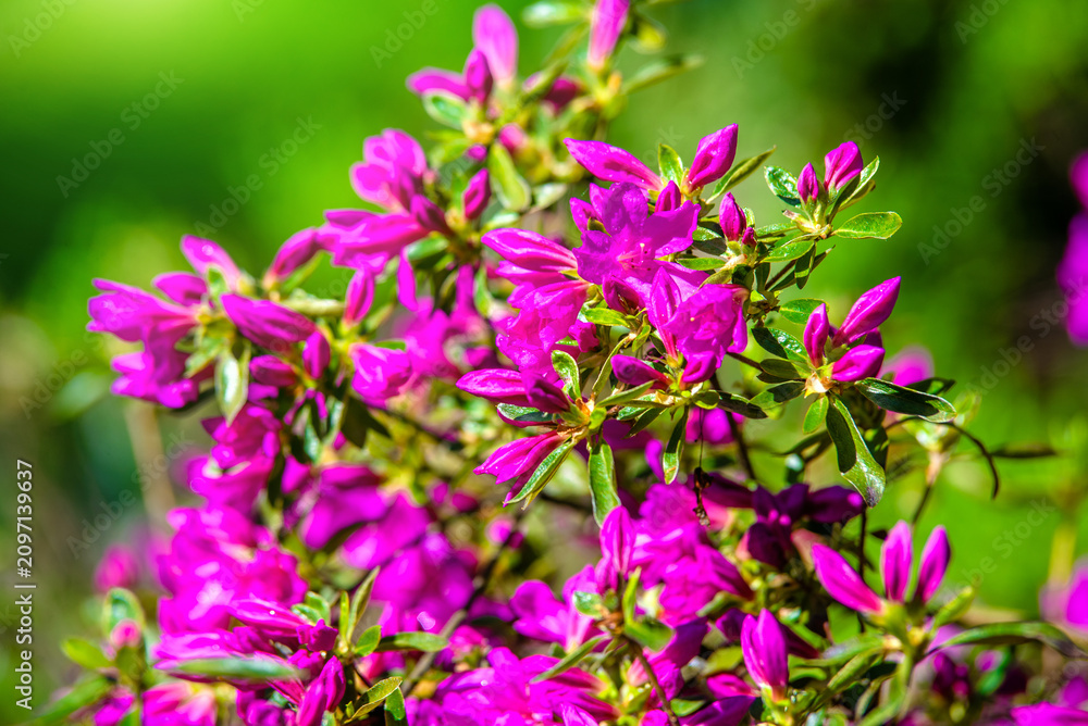 Fototapeta premium pink rhododendron blooms in the Botanical garden 