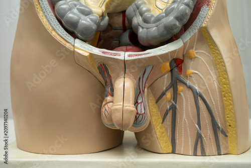 Foto Penis in male human anatomy model for study education medical course