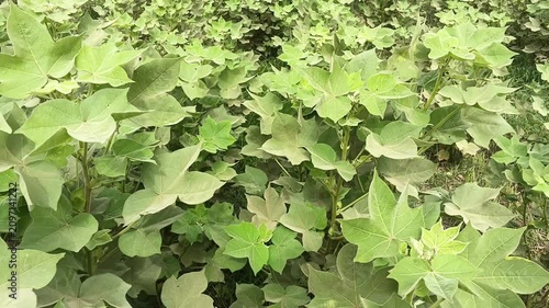 Green botanical foliage moving in the wind with detailed leaf patterns and lush natural landscape