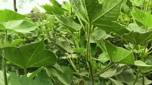 Natural leafy vegetation in bright daylight with fresh green foliage and organic plant textures