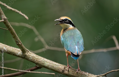 Indian Pitta (Pitta brachyura) vocalizing perched on a tree branch.