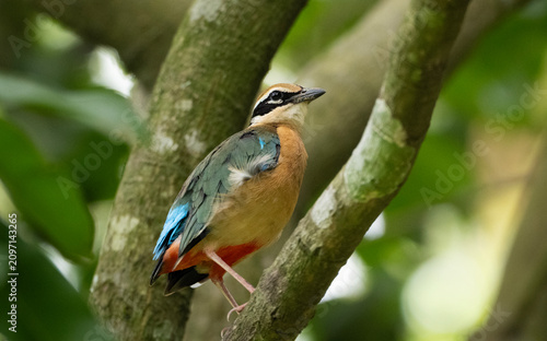 Indian Pitta (Pitta brachyura) vocalizing perched on a tree branch.
