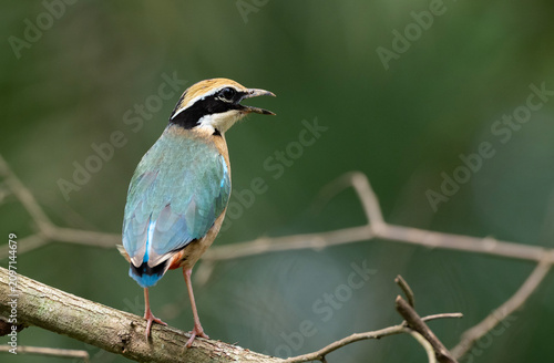 Indian Pitta (Pitta brachyura) vocalizing perched on a tree branch.