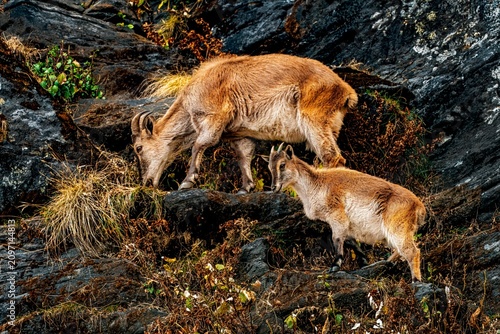 Obraz na plátne The Himalayan tahr is a large even-toed ungulate native to the Himalayas in southern Tibet, northern India, western Bhutan and Nepal