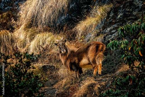 Obraz na plátne The Himalayan tahr is a large even-toed ungulate native to the Himalayas in southern Tibet, northern India, western Bhutan and Nepal