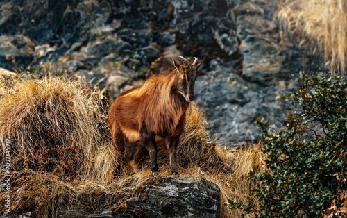Bild auf Leinwand The Himalayan tahr is a large even-toed ungulate native to the Himalayas in southern Tibet, northern India, western Bhutan and Nepal