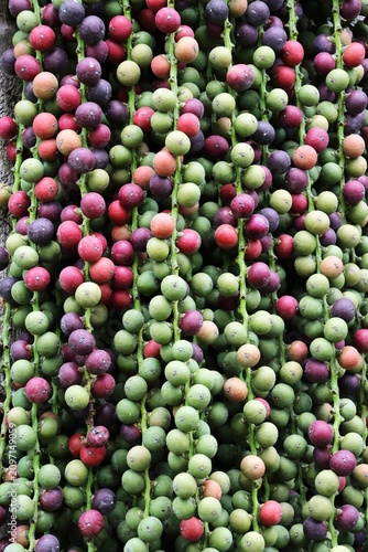 Ripe and unripe palm fruits pattern background