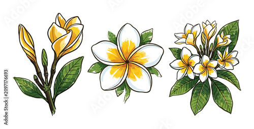 Hand-drawn yellow plumeria and white frangipani botanical illustrations