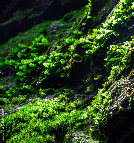 Fotografía Lush green plants, moss and vines on damp rock cliff, Longtan canyon Jinggangsha