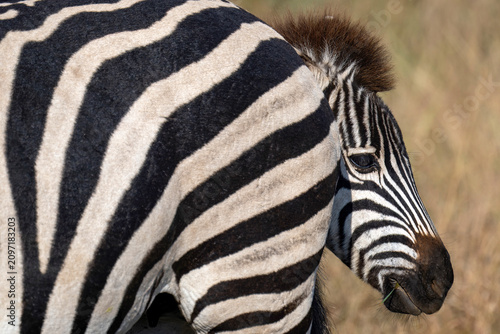 Zebra foal