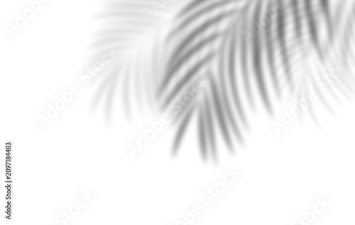 Soft palm leaf shadows over white background