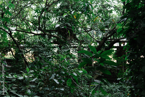 Fotografía Dense Green Tropical Jungle View with Glimpse of Person
