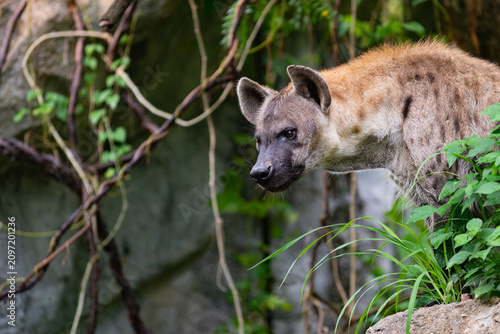 a spotted hyena, Crocuta crocuta