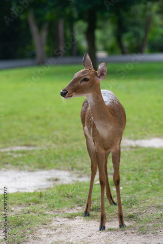 female deer on green grass