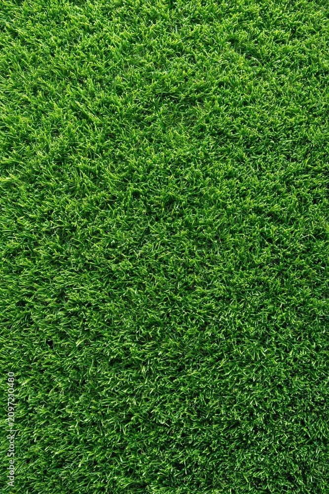 Obraz premium Green grass texture background with dense blades