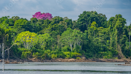 Fotografie Lush tropical rainforest along riverbank with flowering pink ipê tree under clou