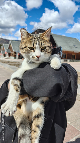 Cute cat at Xinjiang China