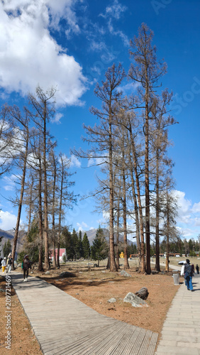 Stunning contrast of evergreen pine forest and snow-capped peaks under a blue sky, winter wonderland concept.