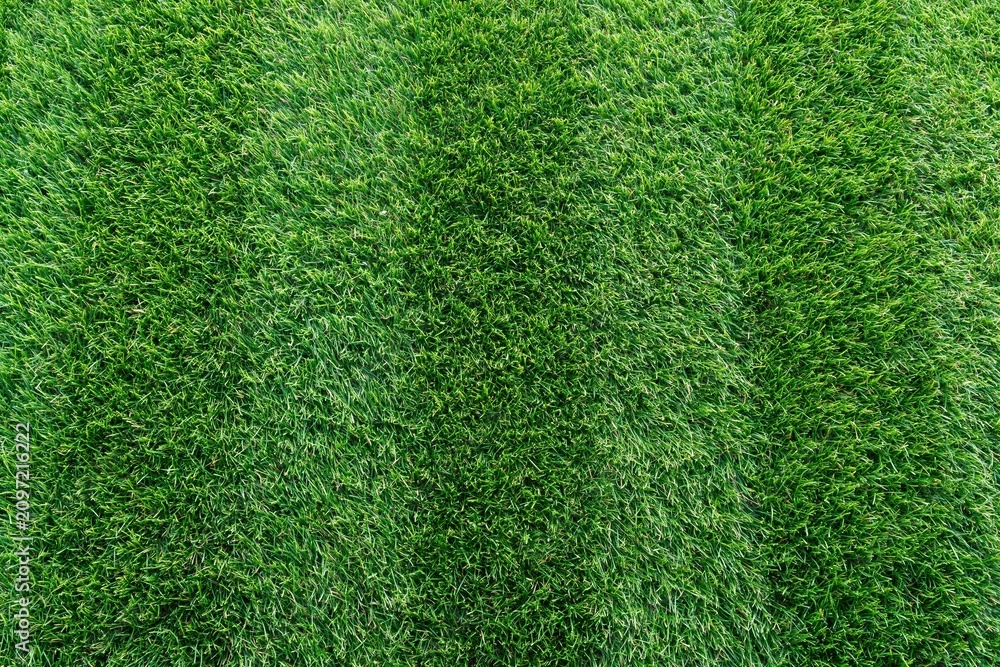 Obraz premium Green grass lawn texture background in natural daylight