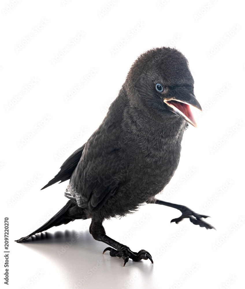 Obraz premium jackdaw in studio