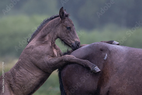 Canvas Print Young foal leaning on an adult horse during rainfall