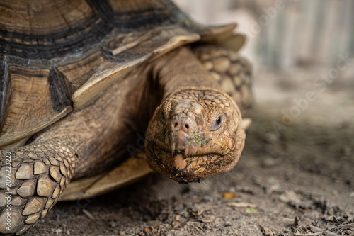 Photography Sucata tortoise on the ground, closeup, animal