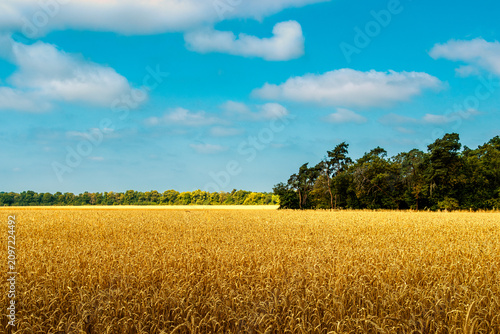 Obraz na płótnie Kornfeld am Morgen.