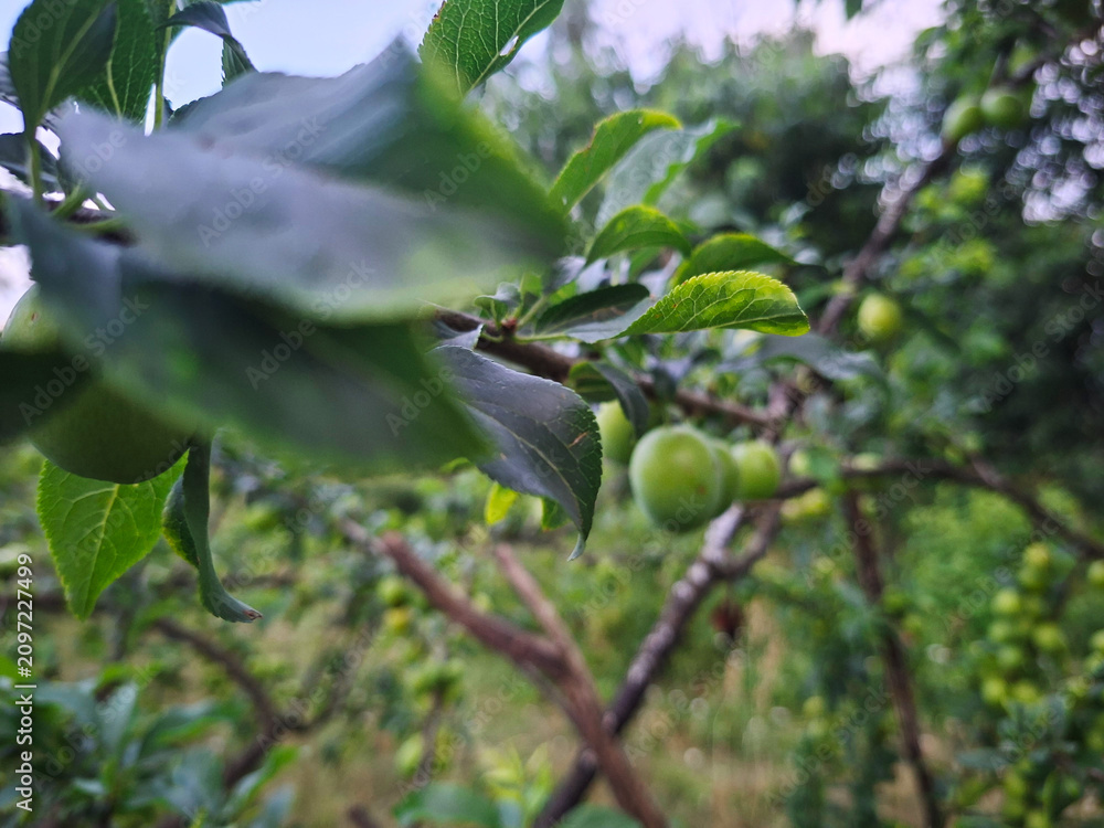 Obraz premium Green unripe plums growing on a tree branch with lush foliage
