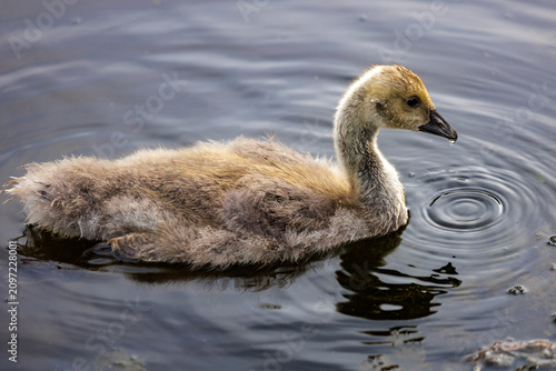 Billede på lærred Young mute swan cygnet swimming on calm pond with soft ripples and water reflect