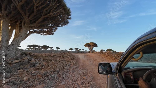 Off road travel in rocky desert with dragon blood trees. Socotra, Yemen.