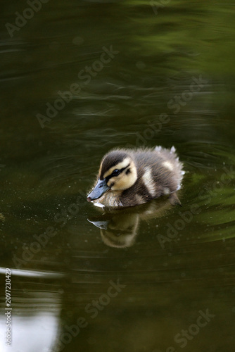 Obraz na plátne Cute mallard duckling swimming on calm pond with soft reflection and green water
