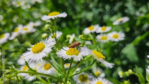 A detailed macro view from capturing a vivid orange and black striped shield bug resting on a white wild daisy in a sunlit meadow