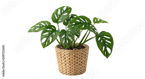 Foto Monstera Adansonii plant with fenestrated leaves in a woven pot